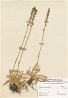 藏品(臺灣粉條兒菜)的圖片